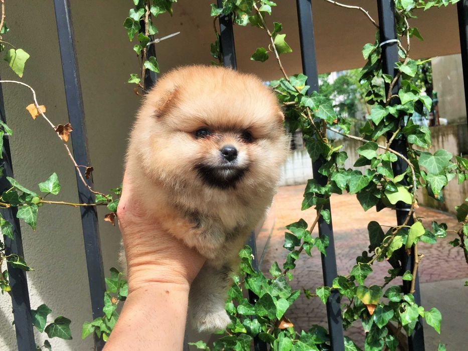 Померан мини Померанчета