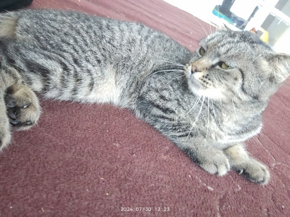 Selülitli dumba onlayn