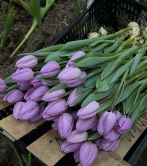 Тюльпаны оптом и в розницу