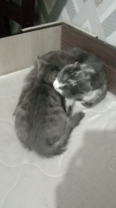 Кошка с котенком