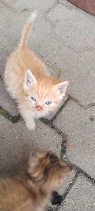 Отдам котят в хорошие руки!!!