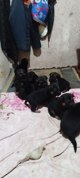 Щенки немецкой овчарки