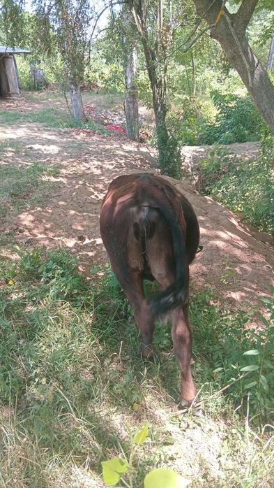 Vand vitea angus