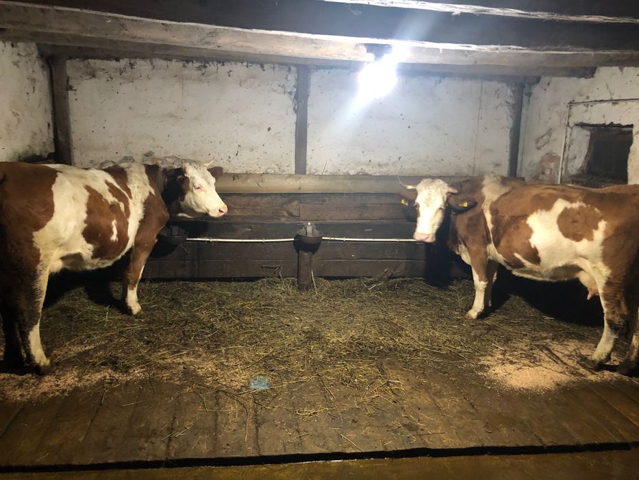 Vând 2 vaci cu vitei