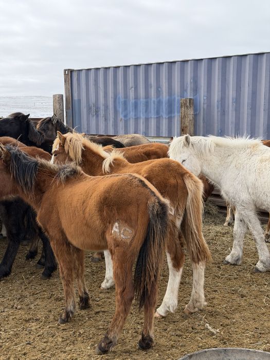 Ұрағашы жабағылар сатылады