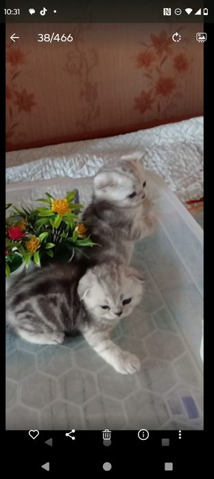 Продам отличных шотландских котят.