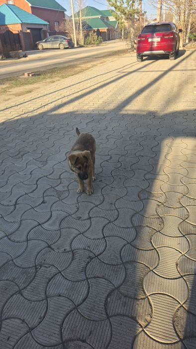 Отдам в добрые руки