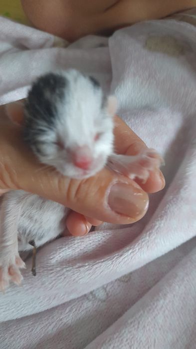 Бебе коте на една седмица търси дом