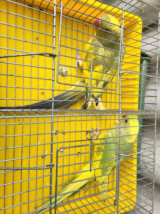 Pereche micul alexandru,pied