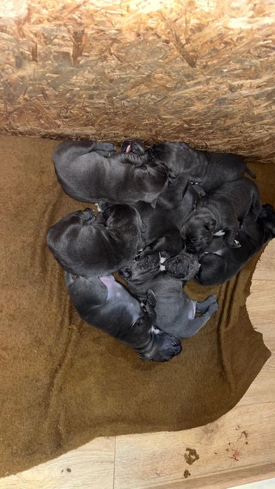 Kane corso бебета