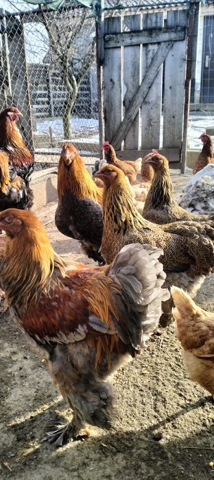 Cocos brahman tineri