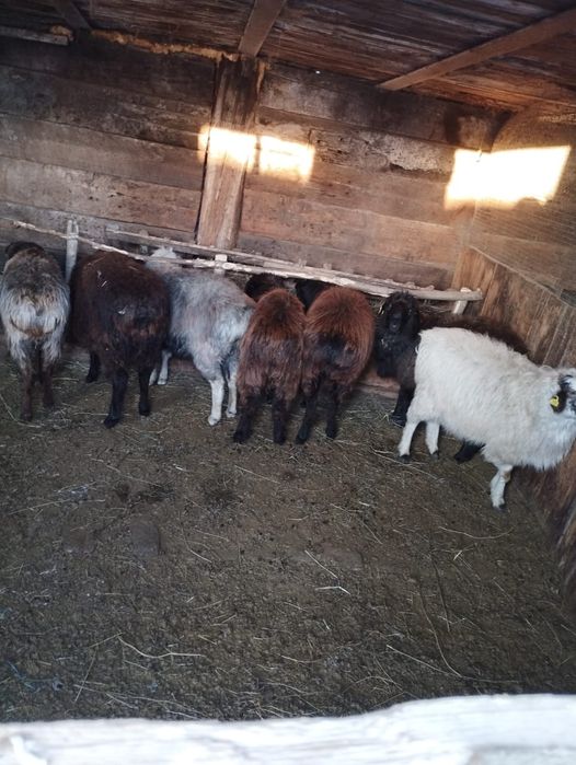 Тоқтылар сатылады