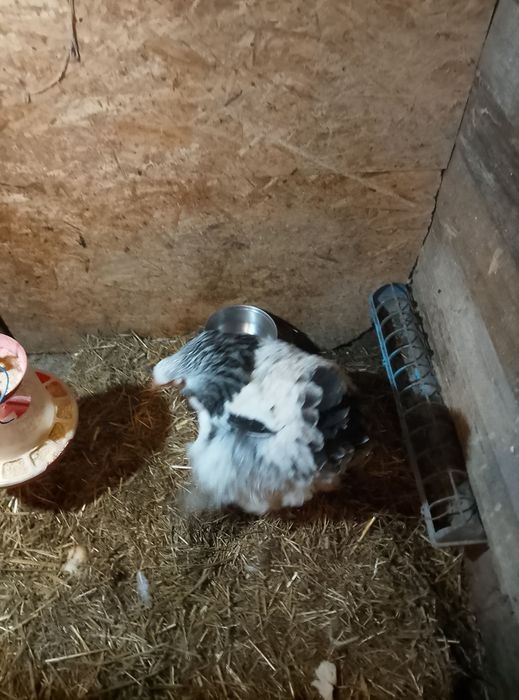 Brahma HD de vânzare