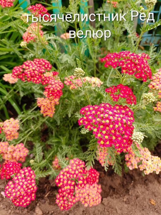 Цветы многолетние
