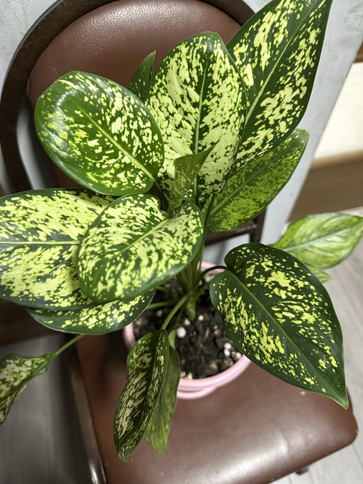 Комнатные цветы домашние