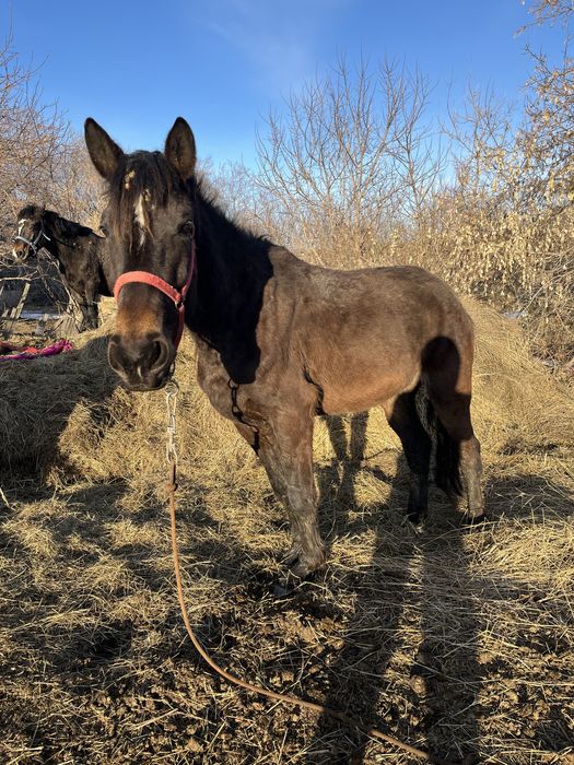 продам двух кобыла
