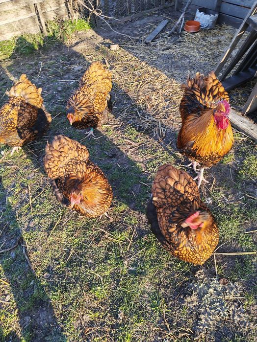 Oua găini orpnigton