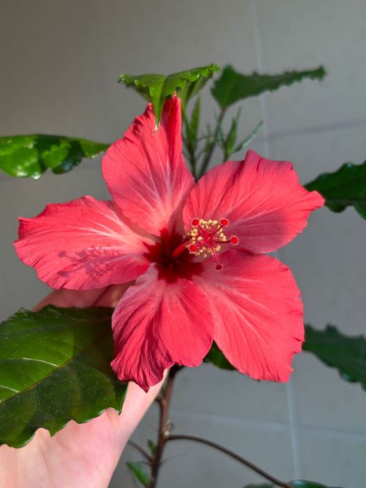 Китайская роза (гибискус)