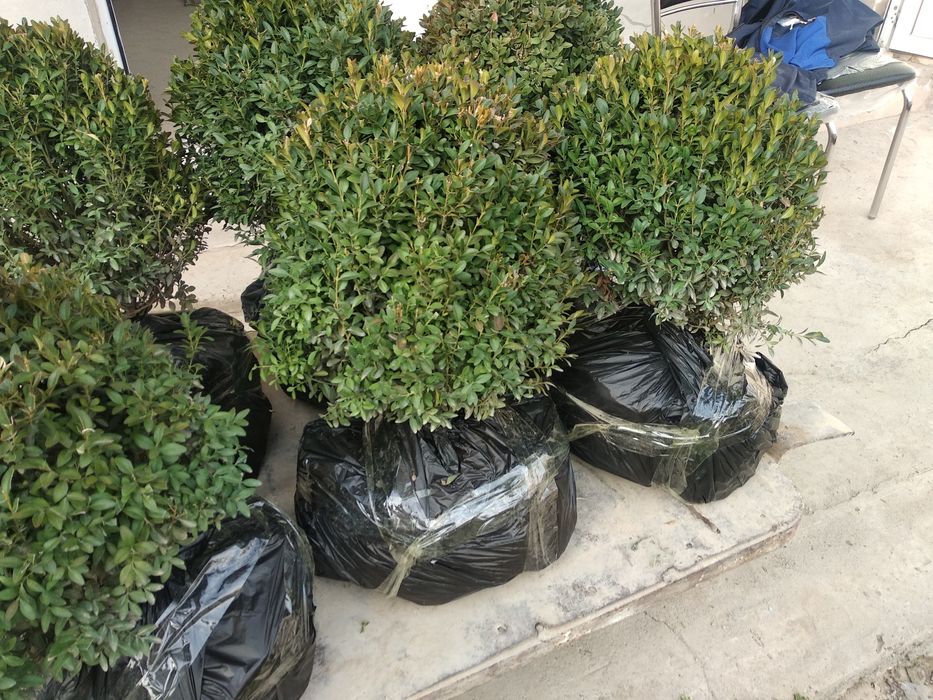 Shamshod kochat optom dona