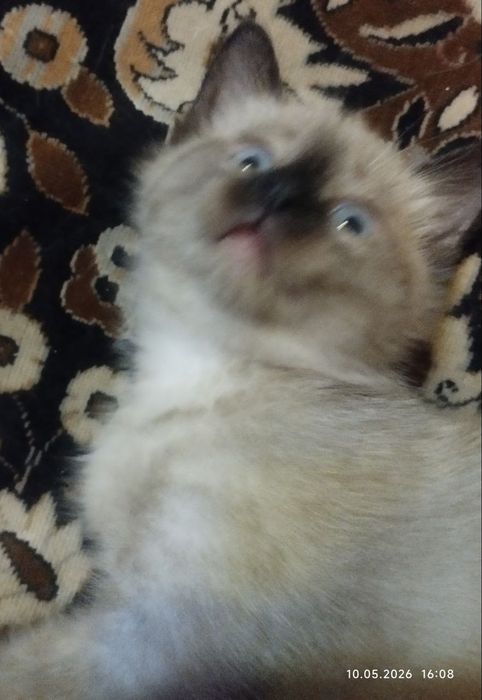 Котята Сиамские Мальчики