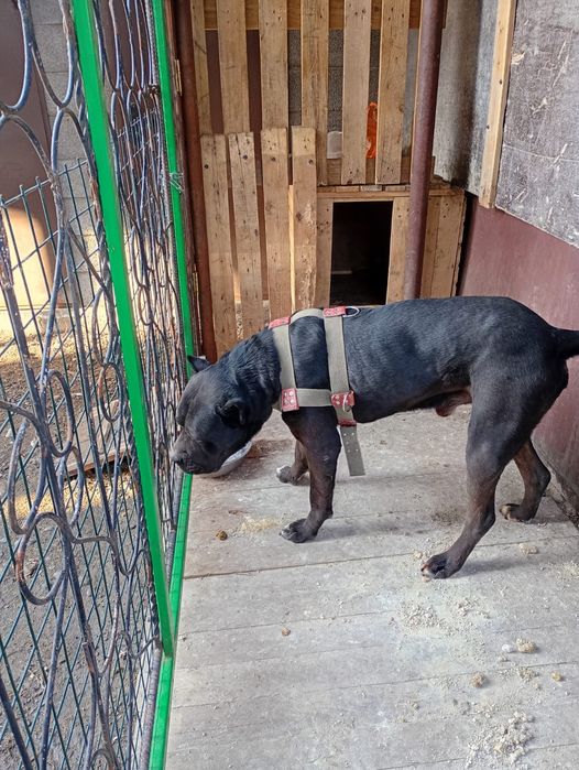 Продам Кане Корсо кабель