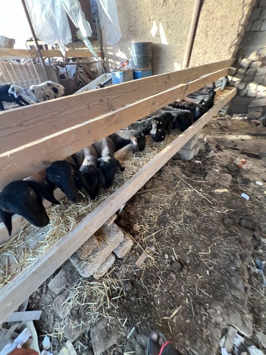 Qoylar sotiladi Oʻsadigan qochqorla va slu qoylar