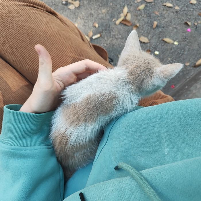 Рыжий котёнок в добрые руки СРОЧНО