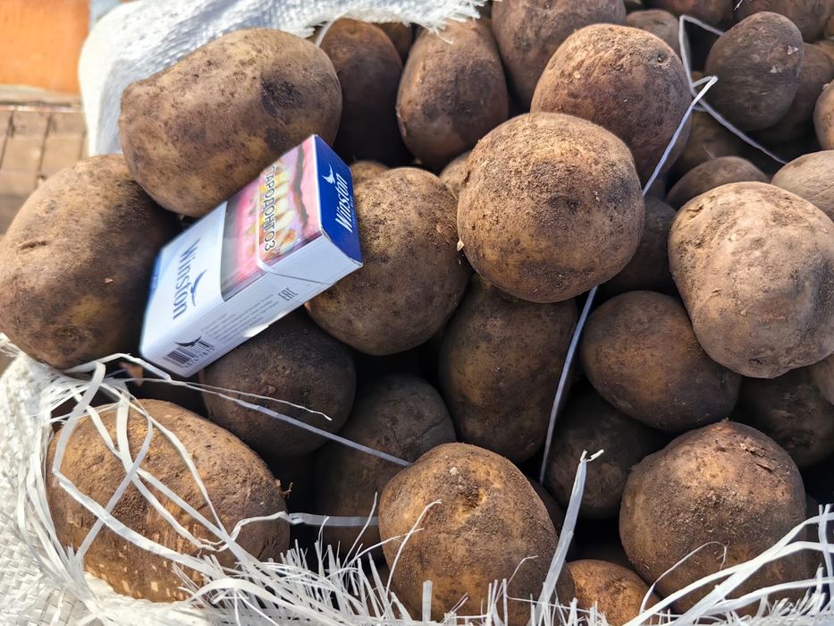 Картофель Павлодарский оптом