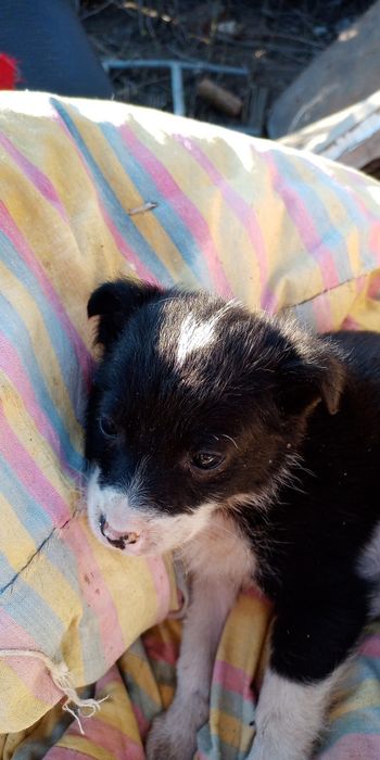 Щенки двор терьер