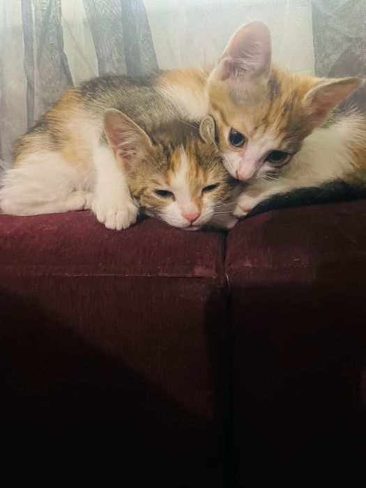 Отдам котят в добрые руки