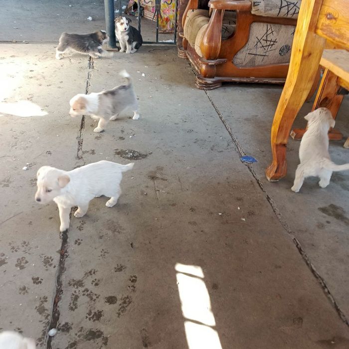 Продаются щенки девочки и мальчики