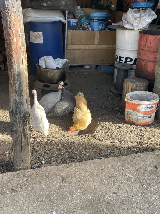 Vand /schimb bibilica-mascul