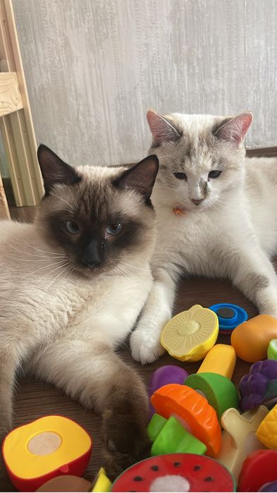 Кот и кошка.Привытые .