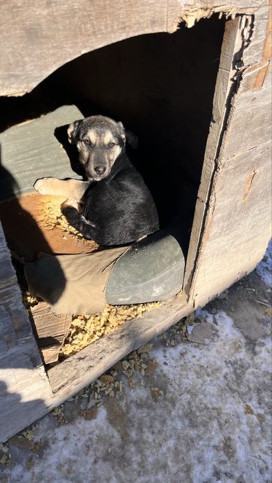 Ұрғашы күшік, щенок в добрые руки, девочка