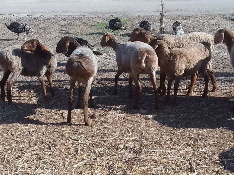 Киргиз мода арашан куйлари