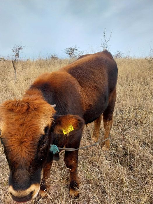 Vaca cu tauras de vanzare