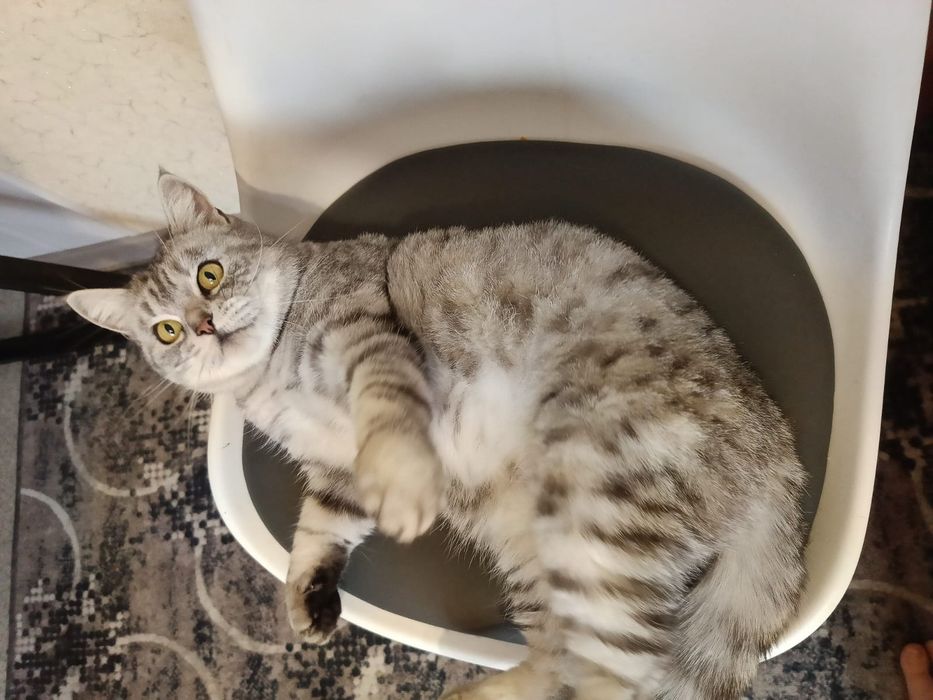 Стерилизованная британка!