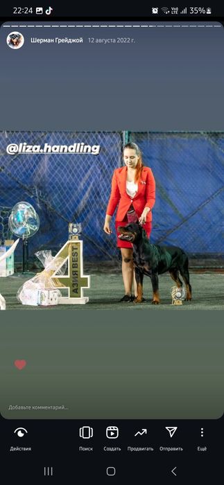 Ротвейлер кобель для вязки