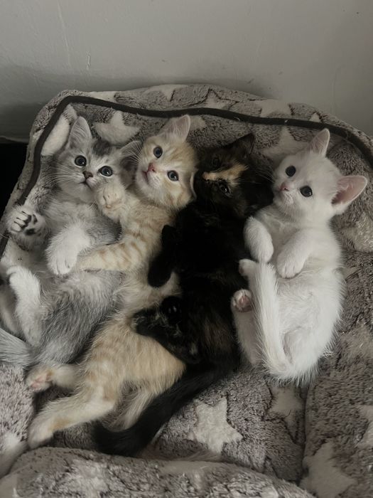 серый котенок шиншилла