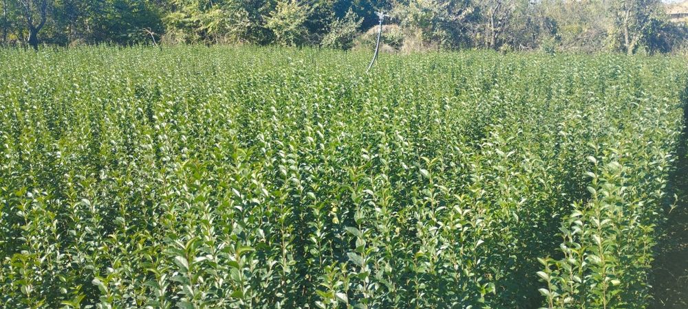 Лигуструм Овалифолиум