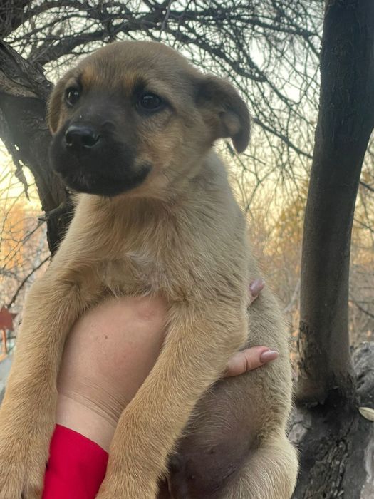 Потерялся щенок.