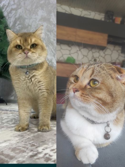 Золотые шиншиллы