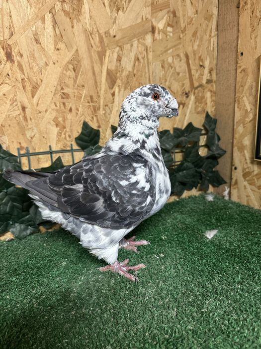 Porumbei American Giant Homer