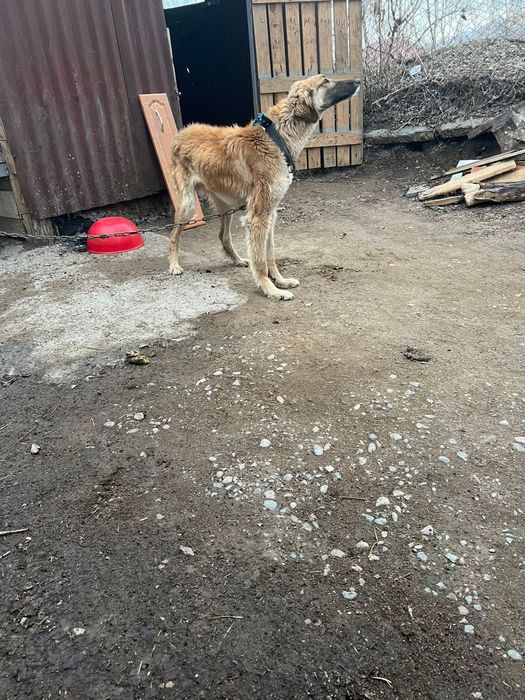 Тазы ит  сатамын