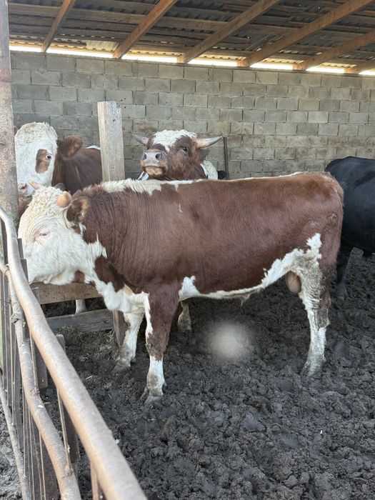 Продам 9 быков с откорма