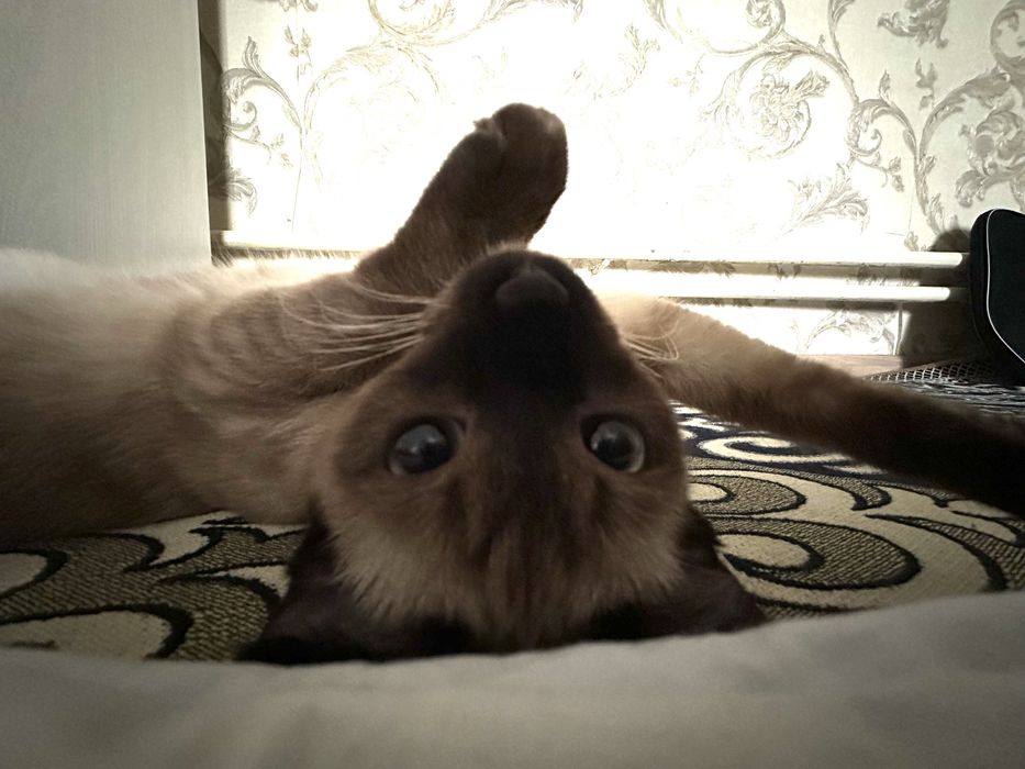 Сиамская  кошка