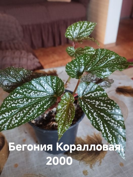 Продам комнатные растения