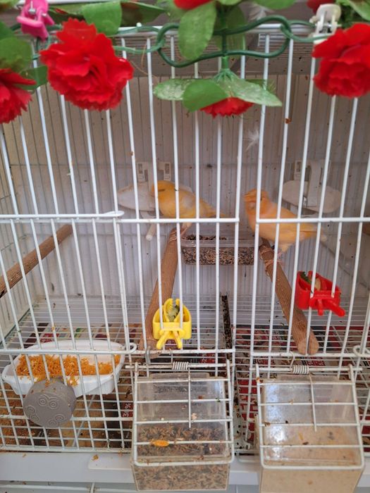Canari de vânzare