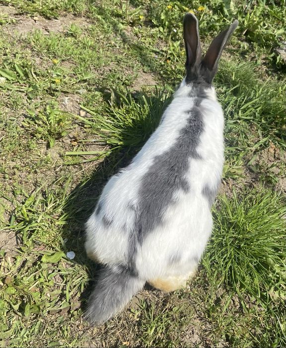 Iepuri Pestrit german