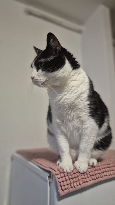 Mica pisica cauta familie